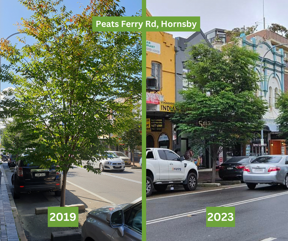comparison of the same street tree 8 years apart