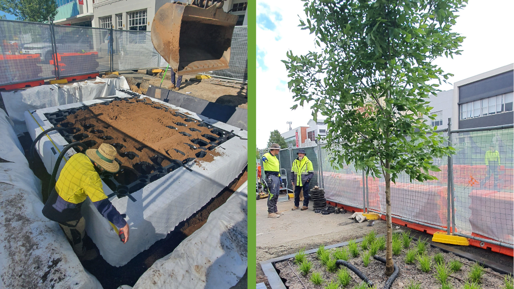 comparison of stratavault soil cells and the end result of the tree installed in urban environment