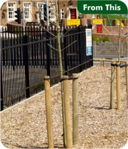 Photo with Stakes Tree Anchors Citygreen