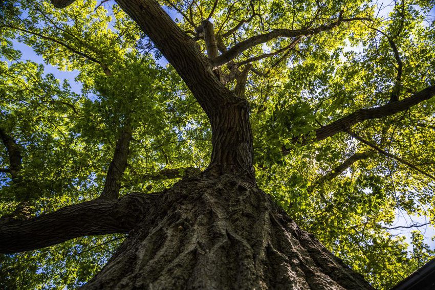 What is a 250-year-old Oak tree actually worth? - Citygreen