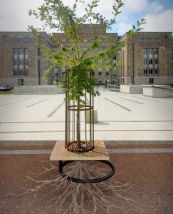 Tree Pit Irrigation And Aeration - Citygreen