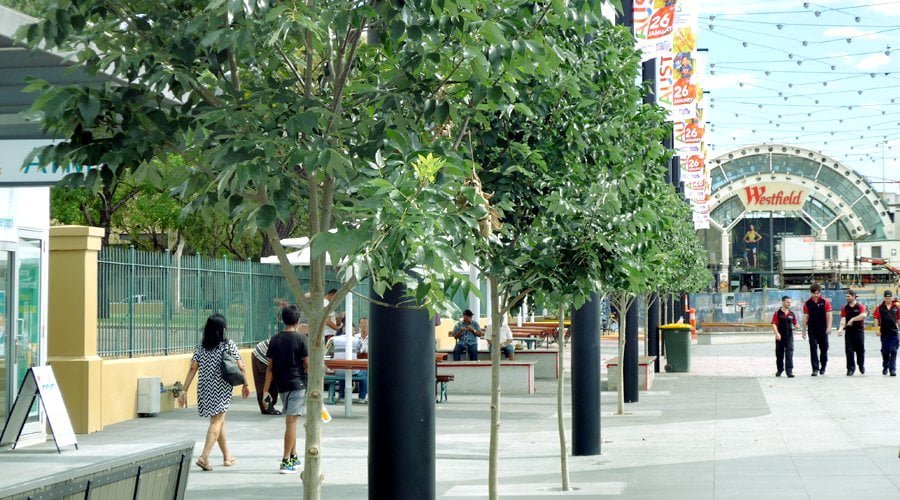 Green tree streetscape of the urban renewal of Macquarie mall redevelopment in sydney