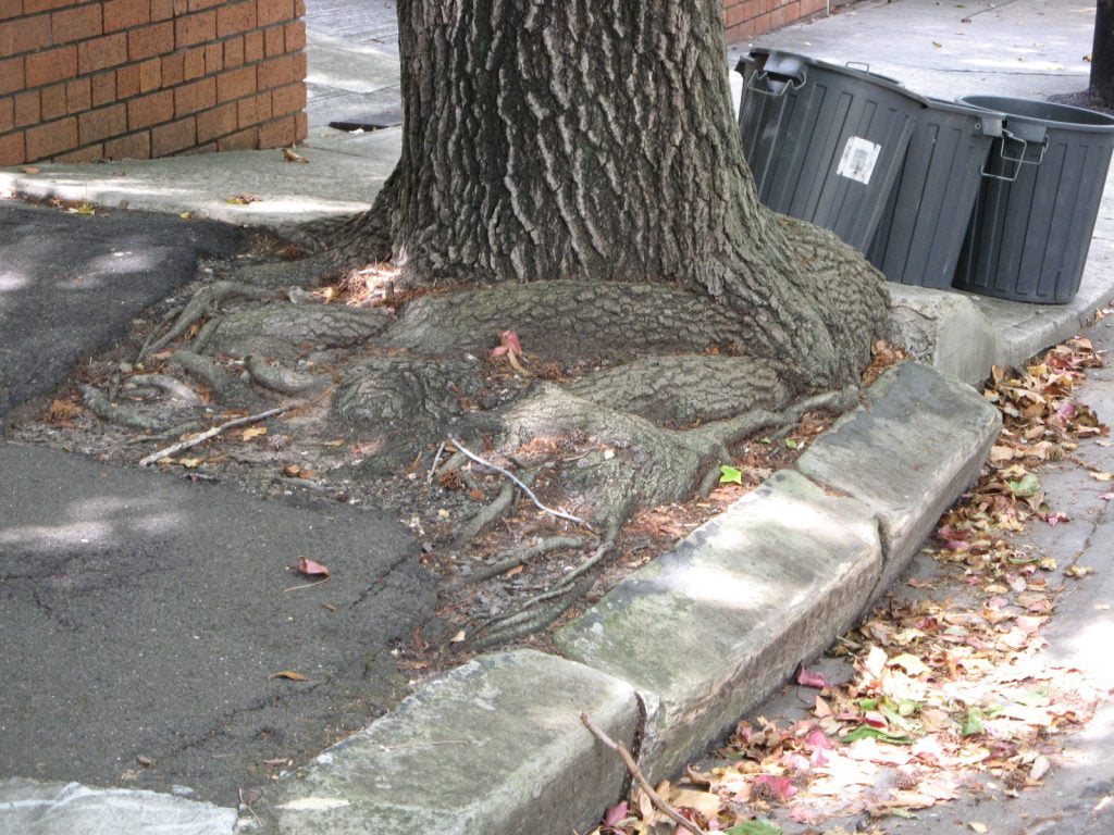 2258 How much soil do street trees need? Citygreen