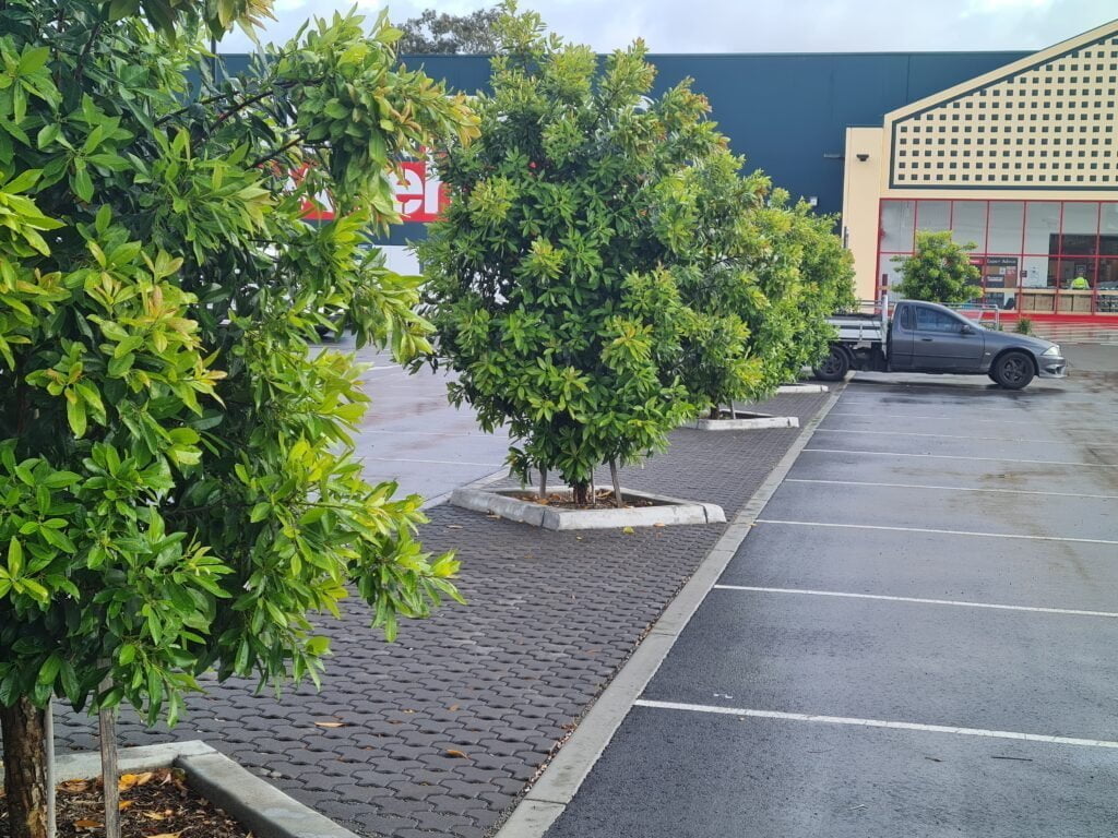 20211108 082645 trees prevent flooding Citygreen