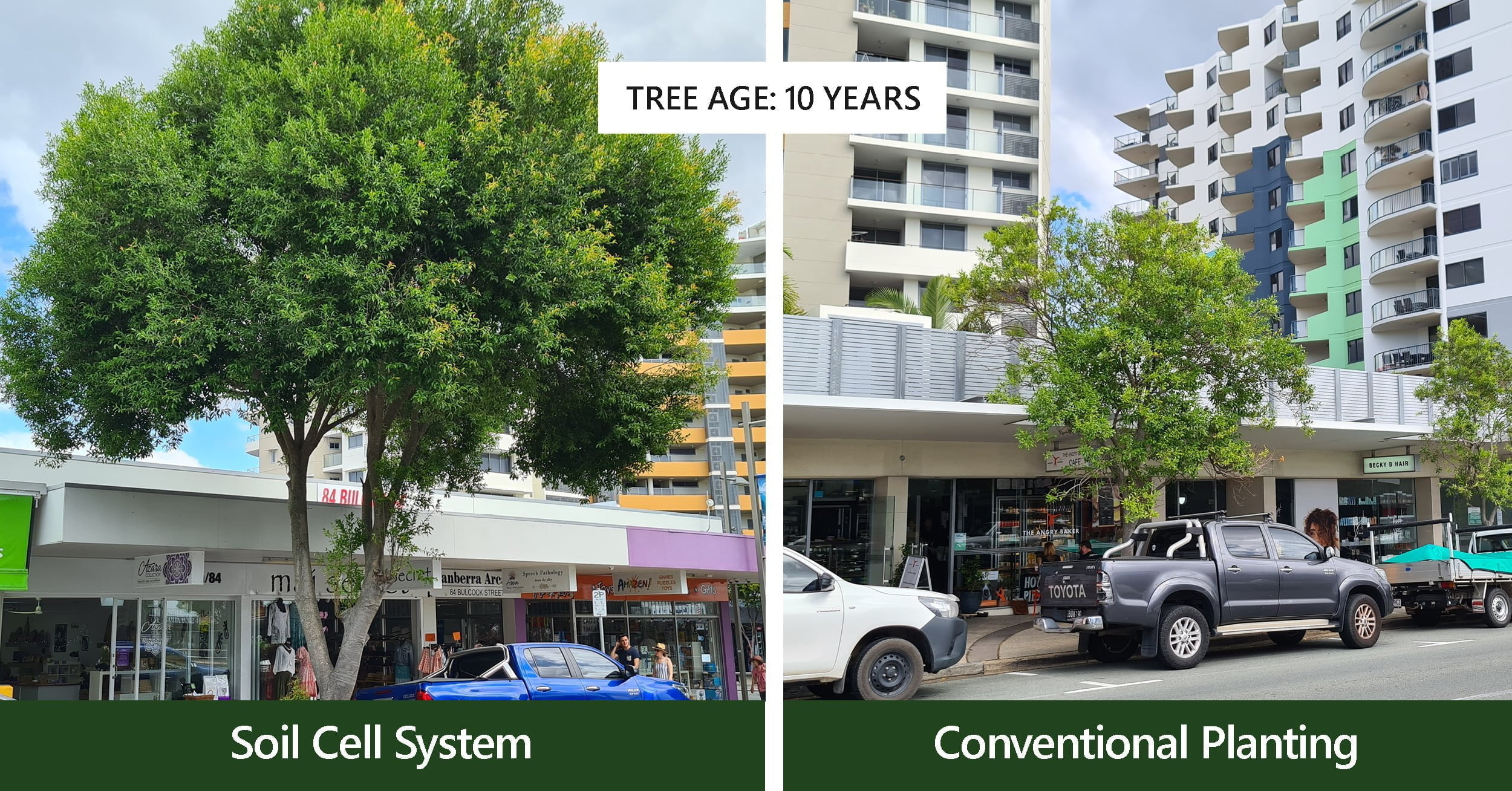 case study new Urban Tree Growth Citygreen