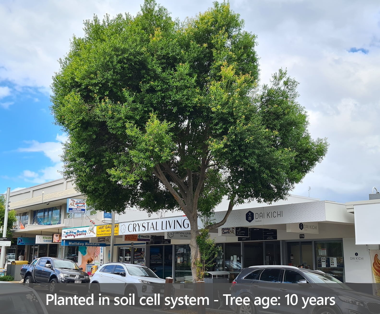case study new2 Urban Tree Growth Citygreen