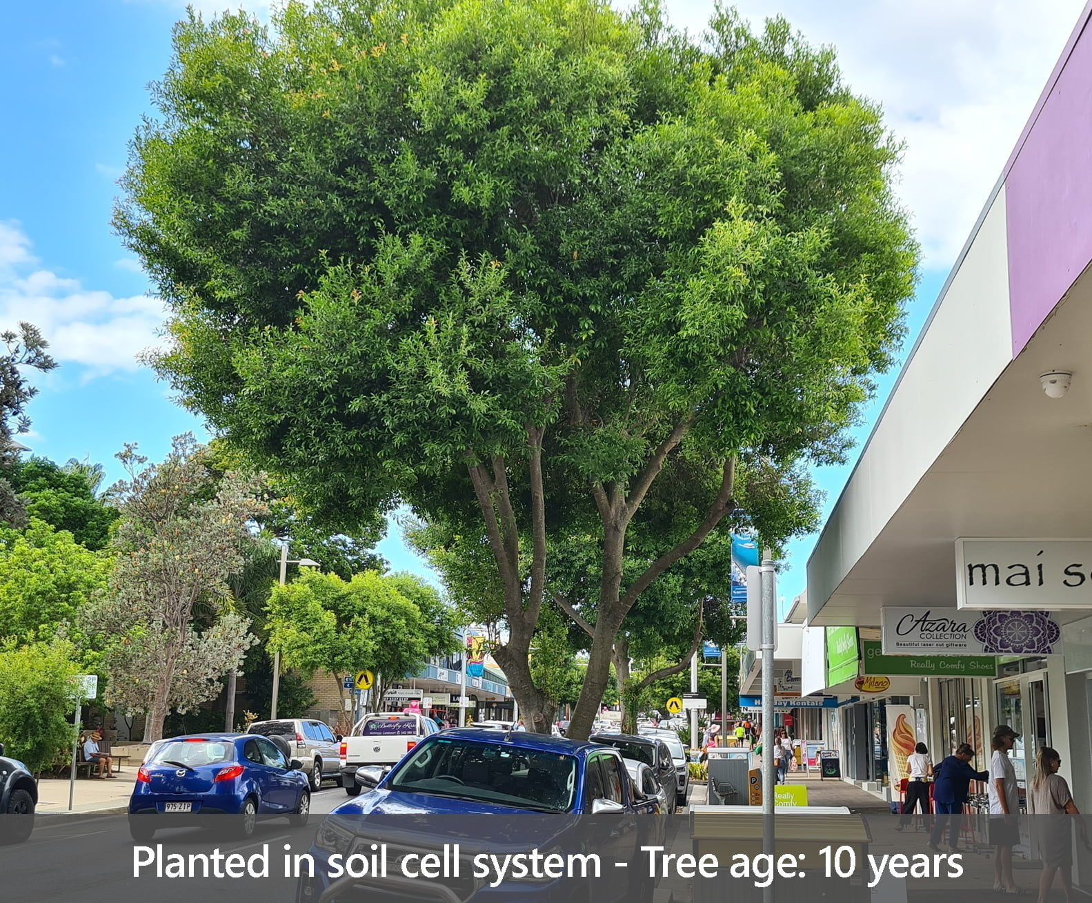 case study new3 Urban Tree Growth Citygreen