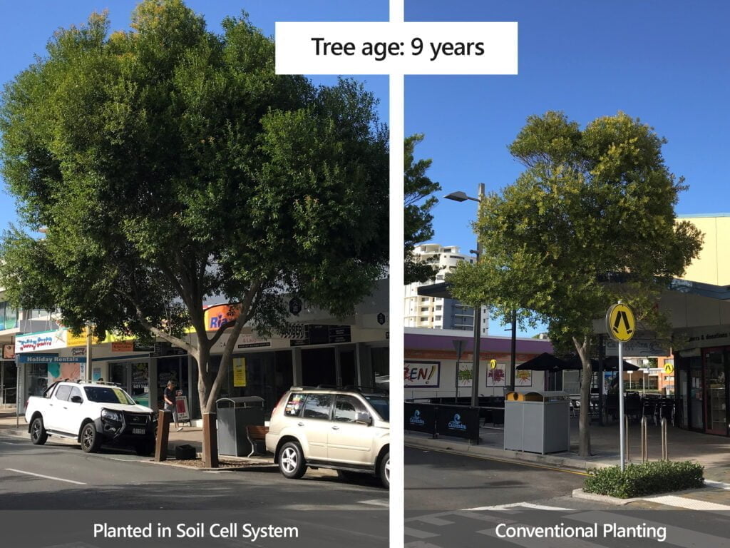 show the difference in city tree growth at the same site with adequate high quality soil and conventional structural soil planting
