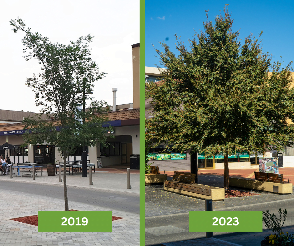 growth comparision of the same tree in tamworth fitzroy street