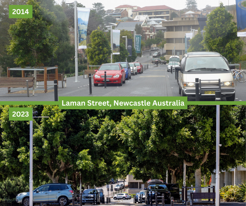 Laman Street Newcastle trees increase property value Citygreen