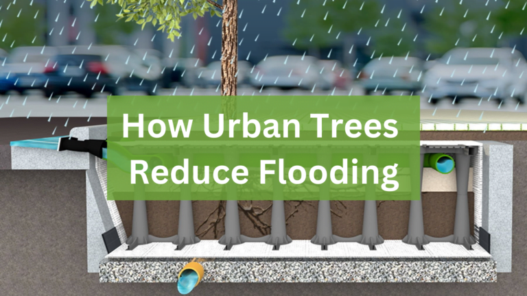 How Urban Trees Reduce Flooding trees prevent flooding Citygreen